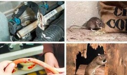 汕头老鼠爆料案件最新,揭秘背后惊人真相