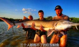 鲨鱼最新爆料消息视频大全,视频大全揭秘惊人内幕